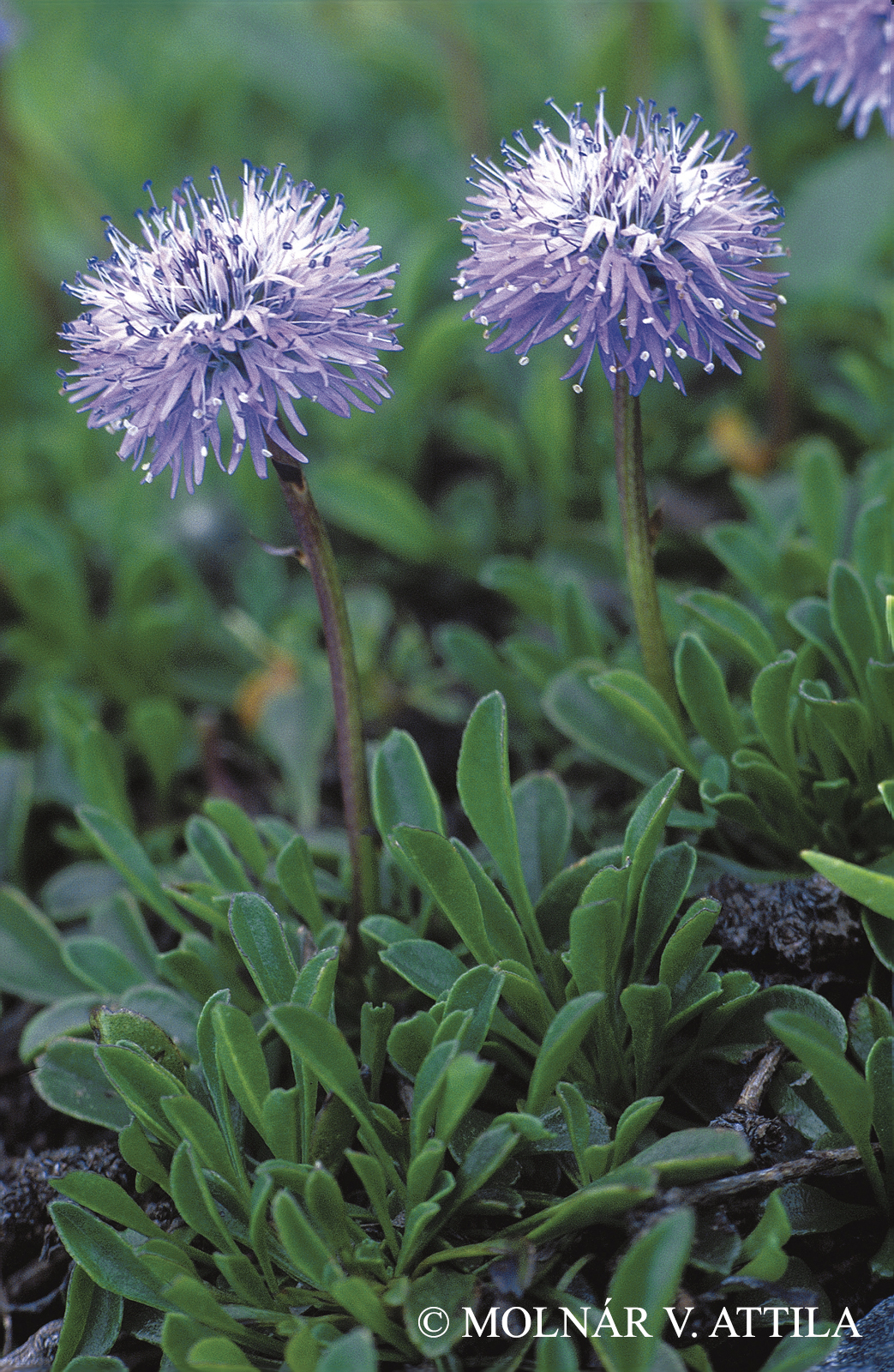 Globularia cordifolia L.