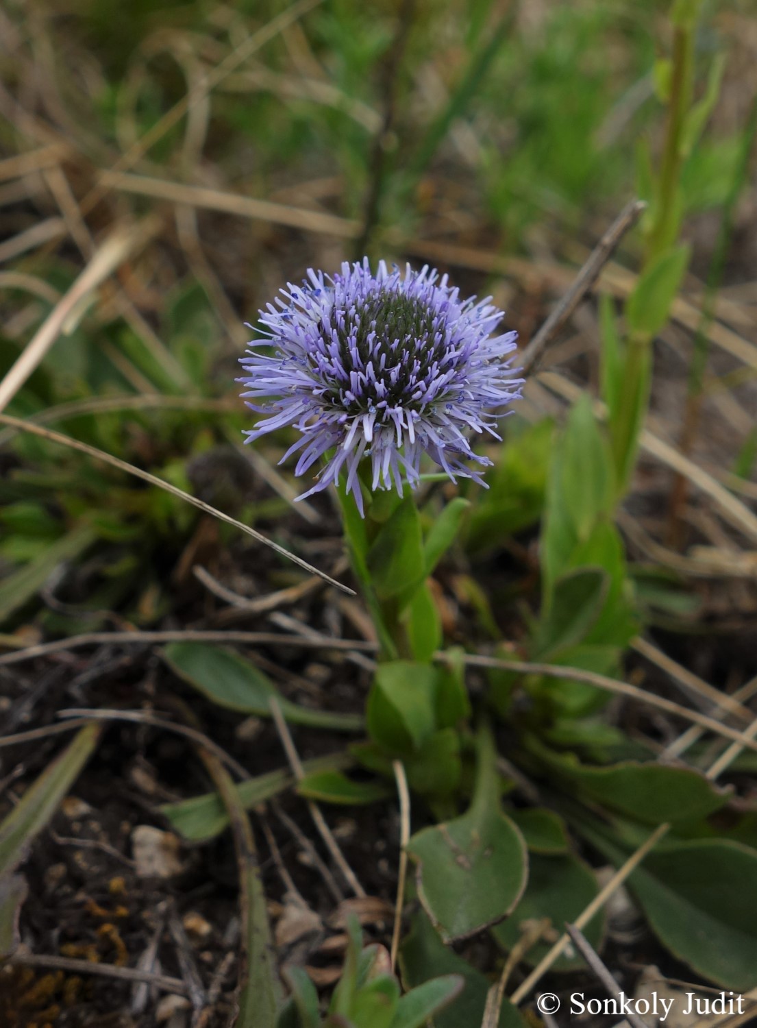 Globularia punctata Lapeyr.