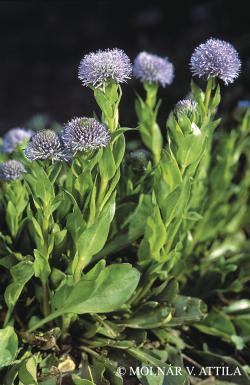Globularia punctata Lapeyr. 2.Kép
