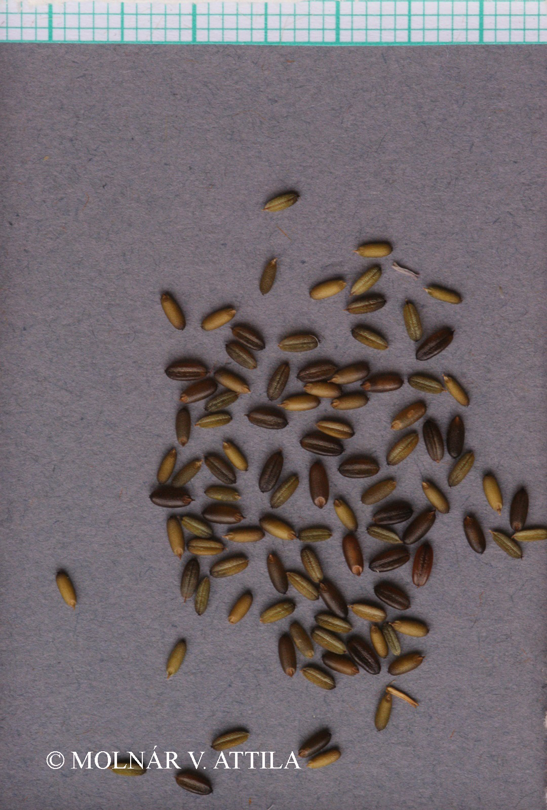 Glyceria fluitans (L.) R. Br.
