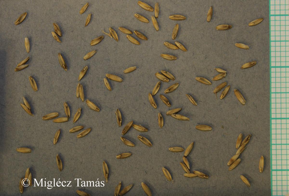 Glyceria maxima (Hartm.) Holmb.
