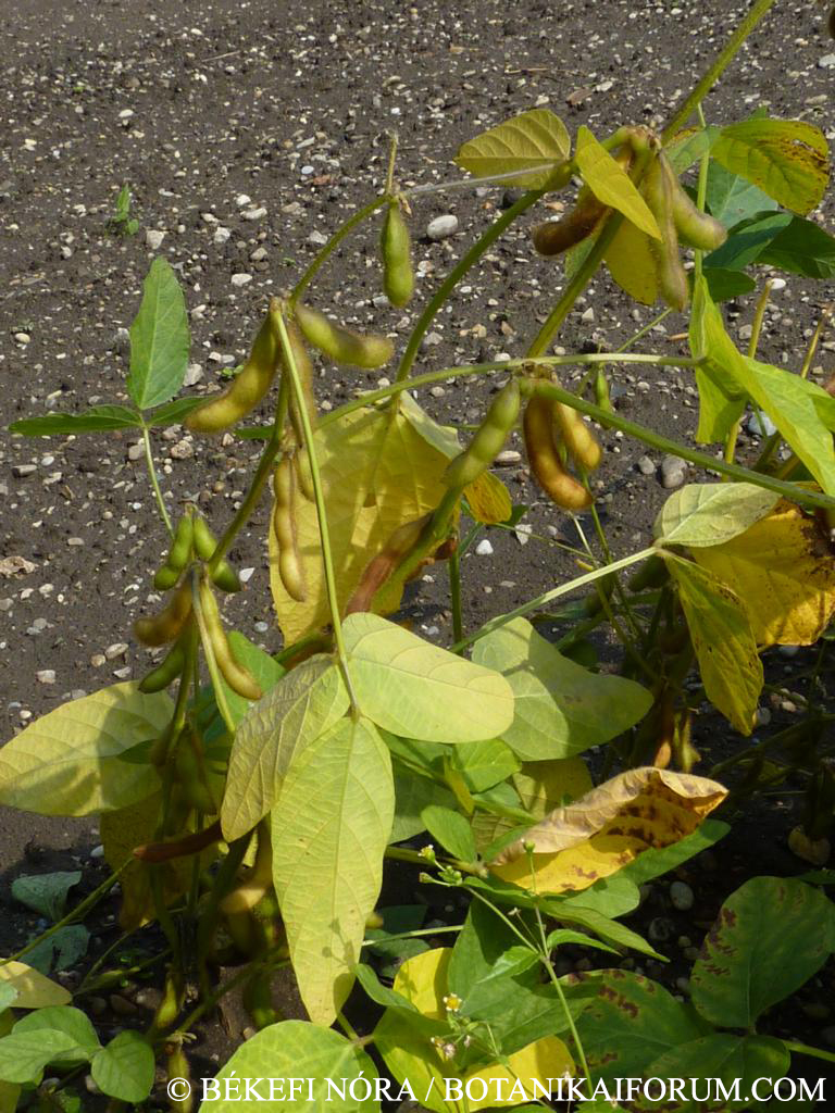 Glycine soja (L.) Siebold et Zucc.