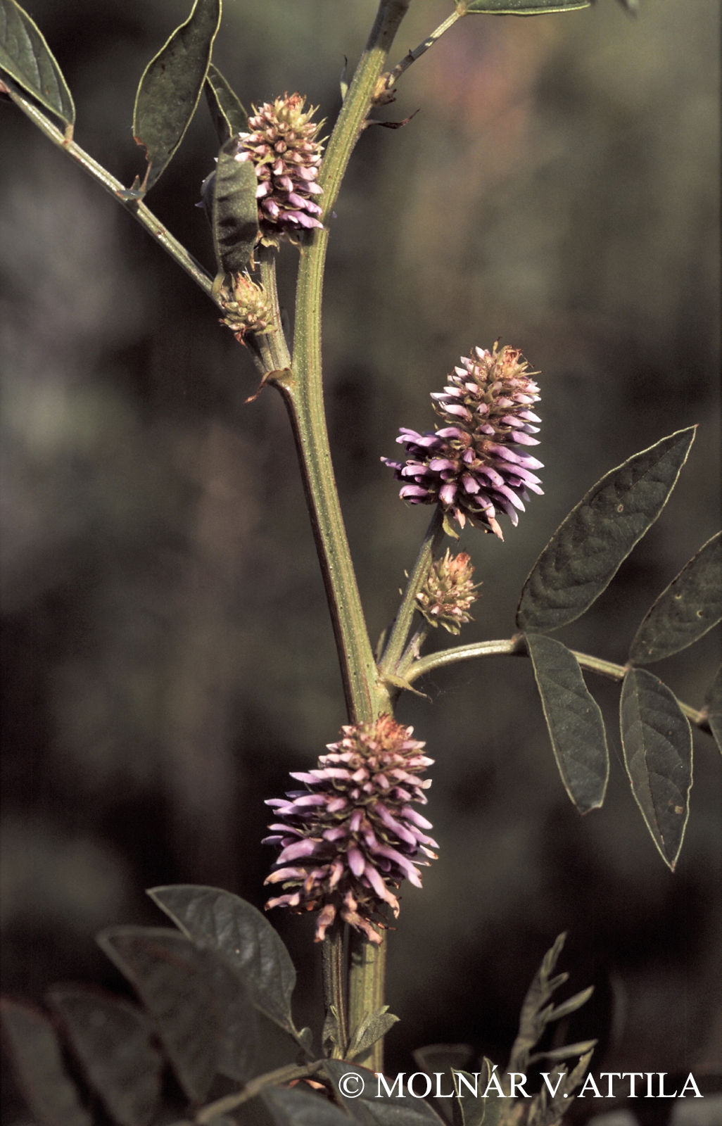 Glycyrrhiza echinata L.