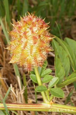 Glycyrrhiza echinata L. 3.Kép