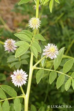 Glycyrrhiza echinata L. 2.Kép