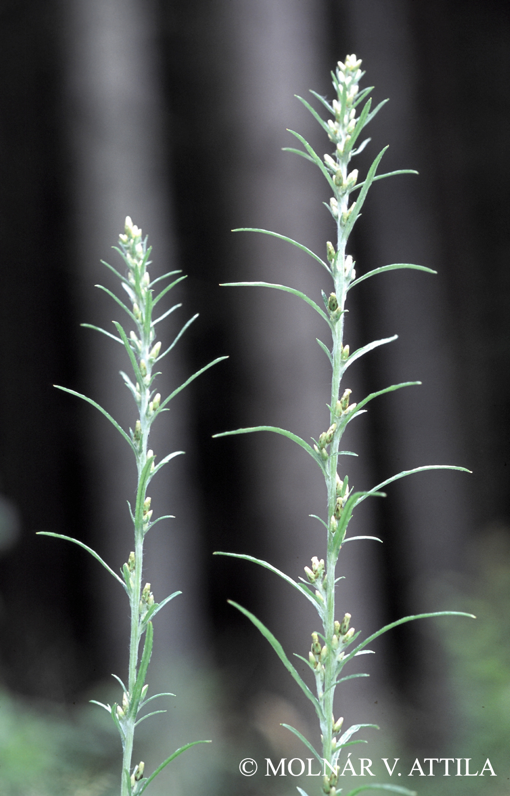 Gnaphalium sylvaticum L.