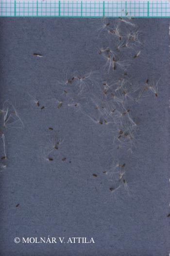 Gnaphalium sylvaticum L. 2.Kép