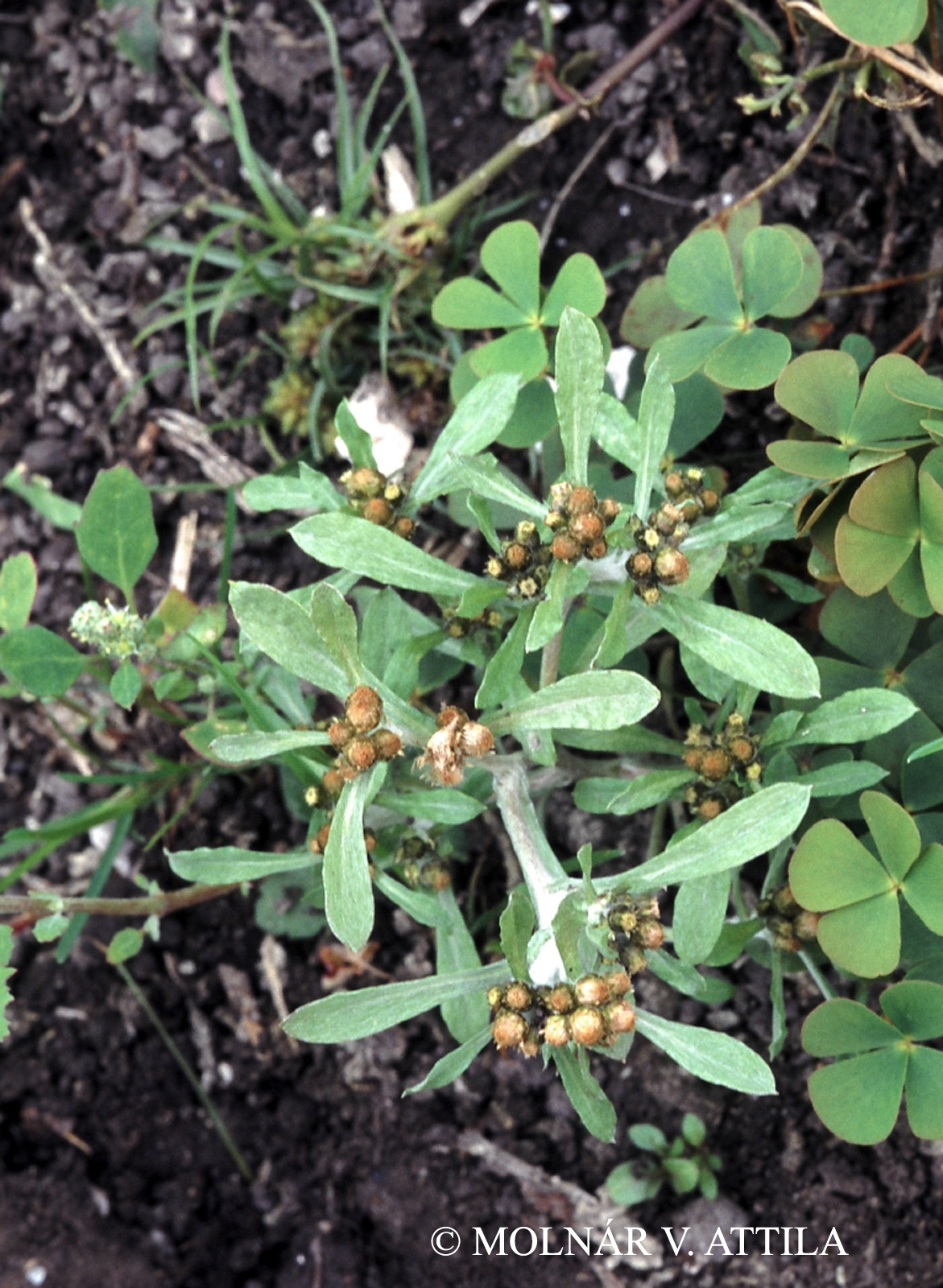 Gnaphalium uliginosum L.