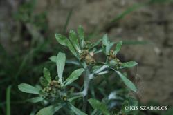 Gnaphalium uliginosum L. 3.Kép