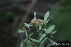 Gnaphalium uliginosum L. 2.Kép
