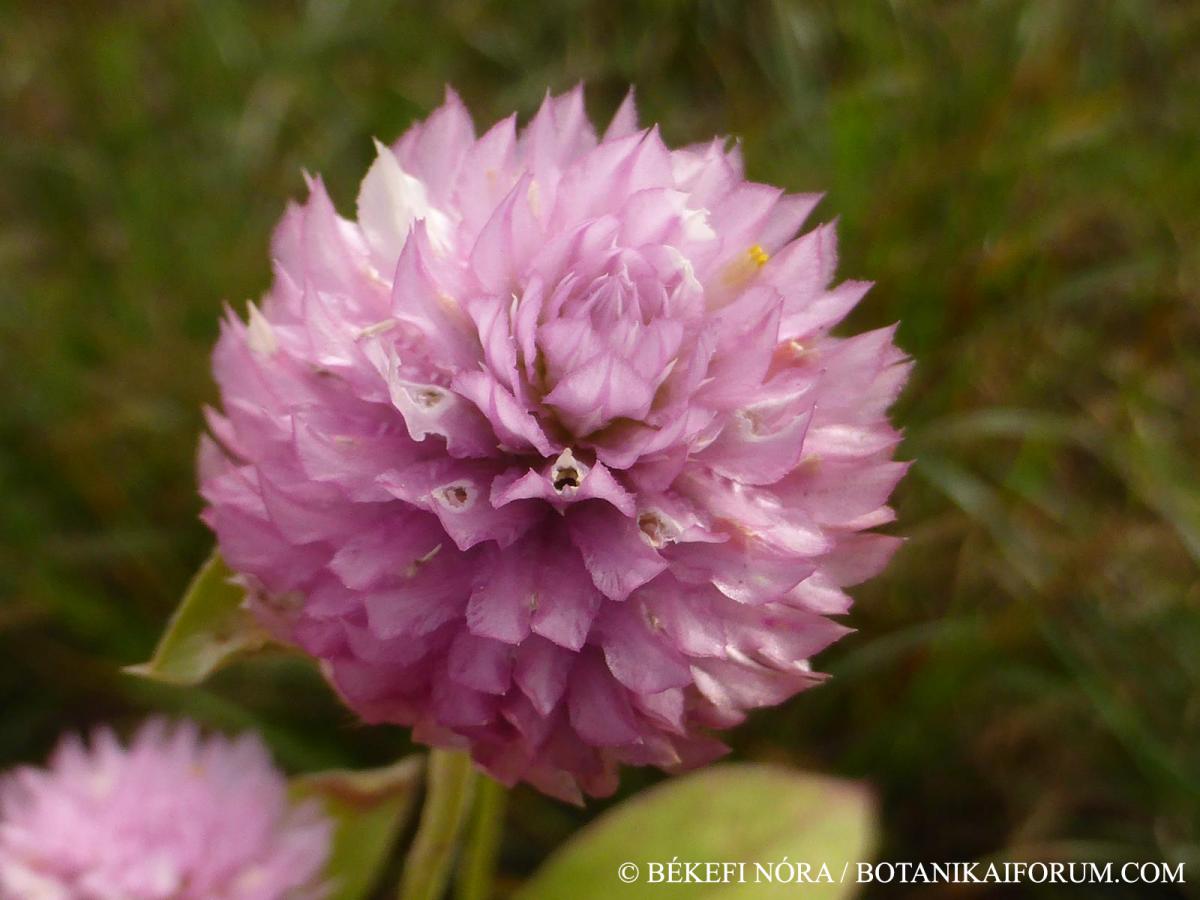 Gomphrena globosa L.