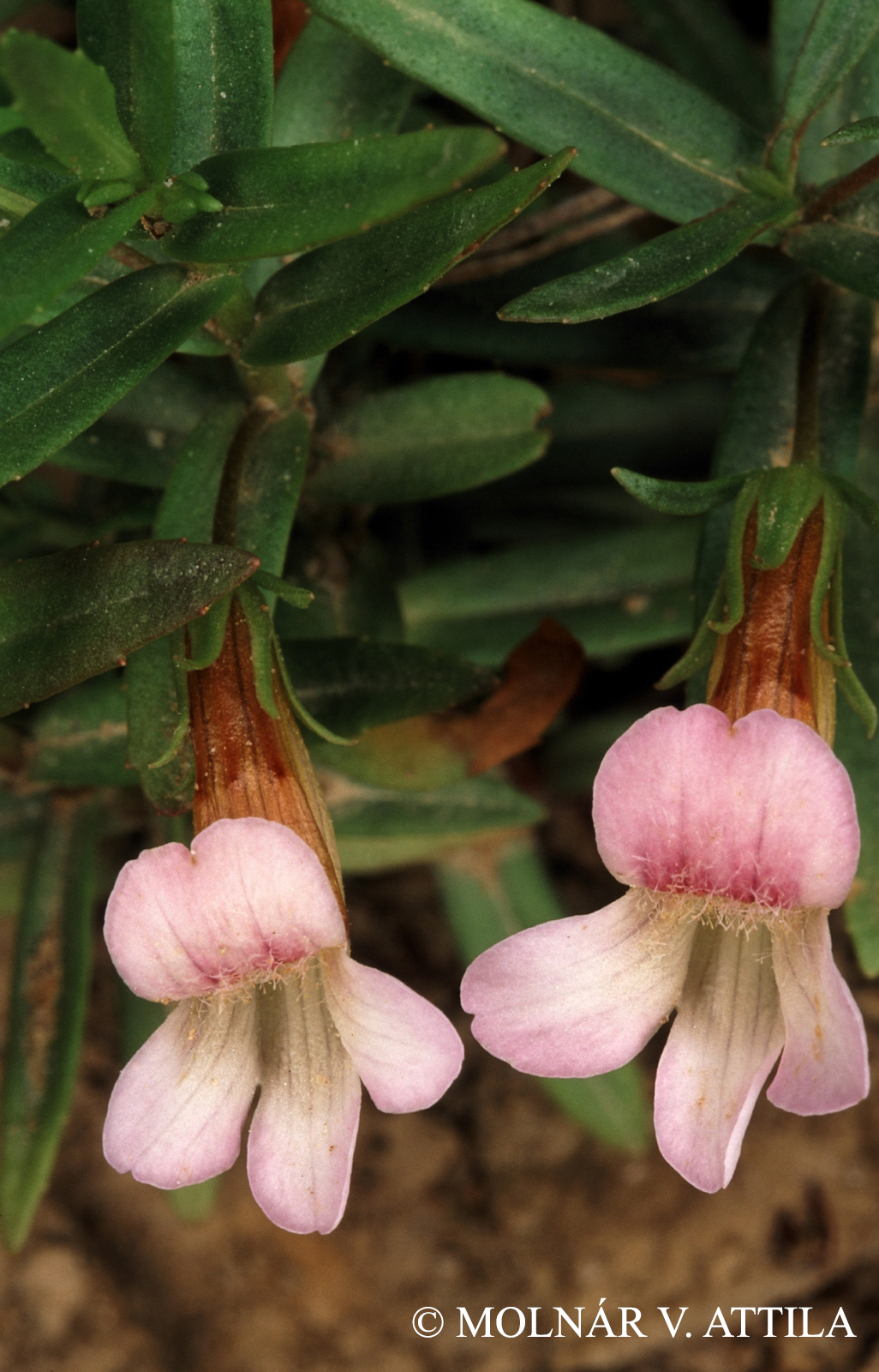 Gratiola officinalis L.