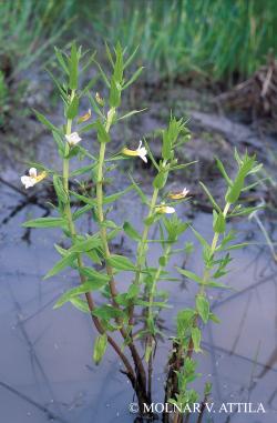 Gratiola officinalis L. 2.Image
