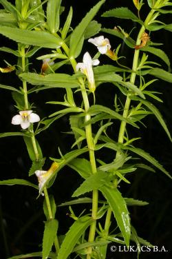 Gratiola officinalis L. 3.Image