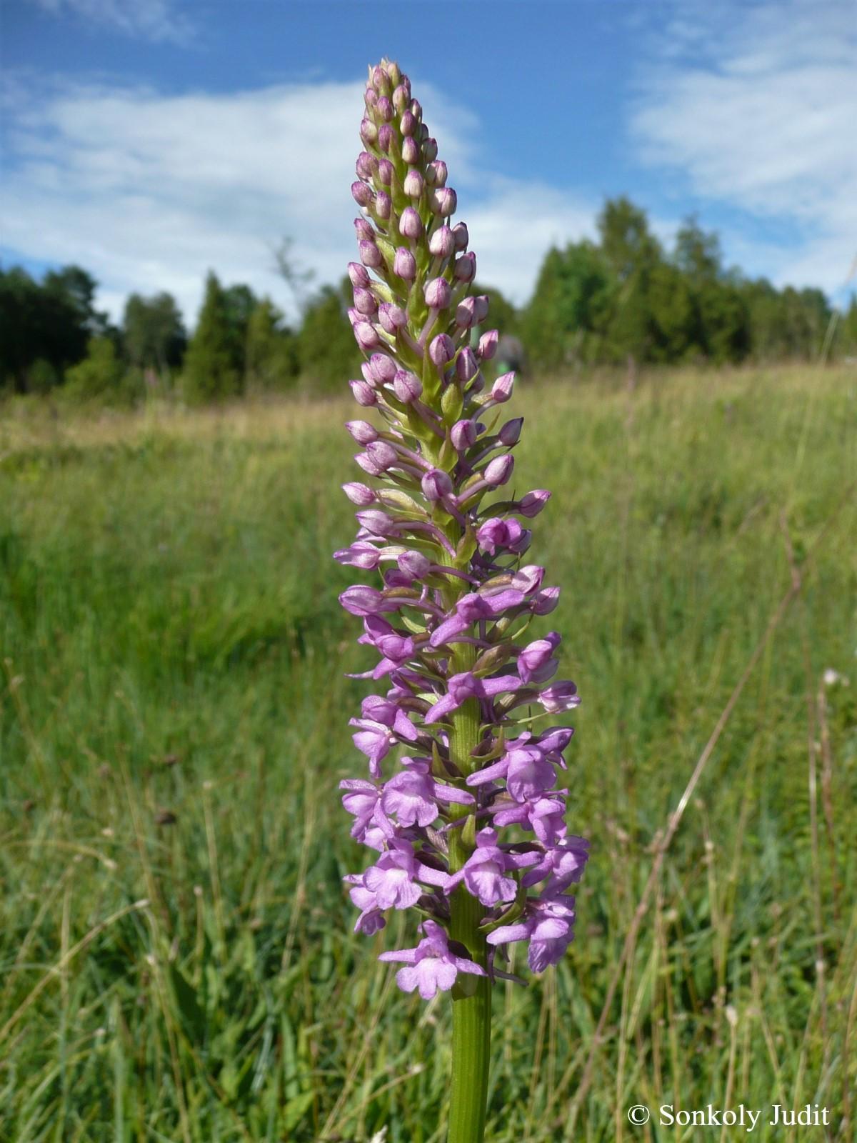 Gymnadenia conopsea (L.) R. Br. s. l.