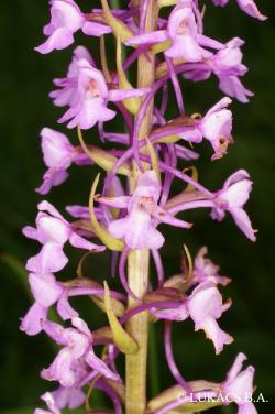 Gymnadenia conopsea (L.) R. Br. s. l. 2.Kép