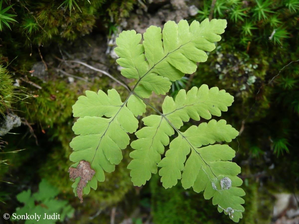 Gymnocarpium dryopteris (L.) Newman