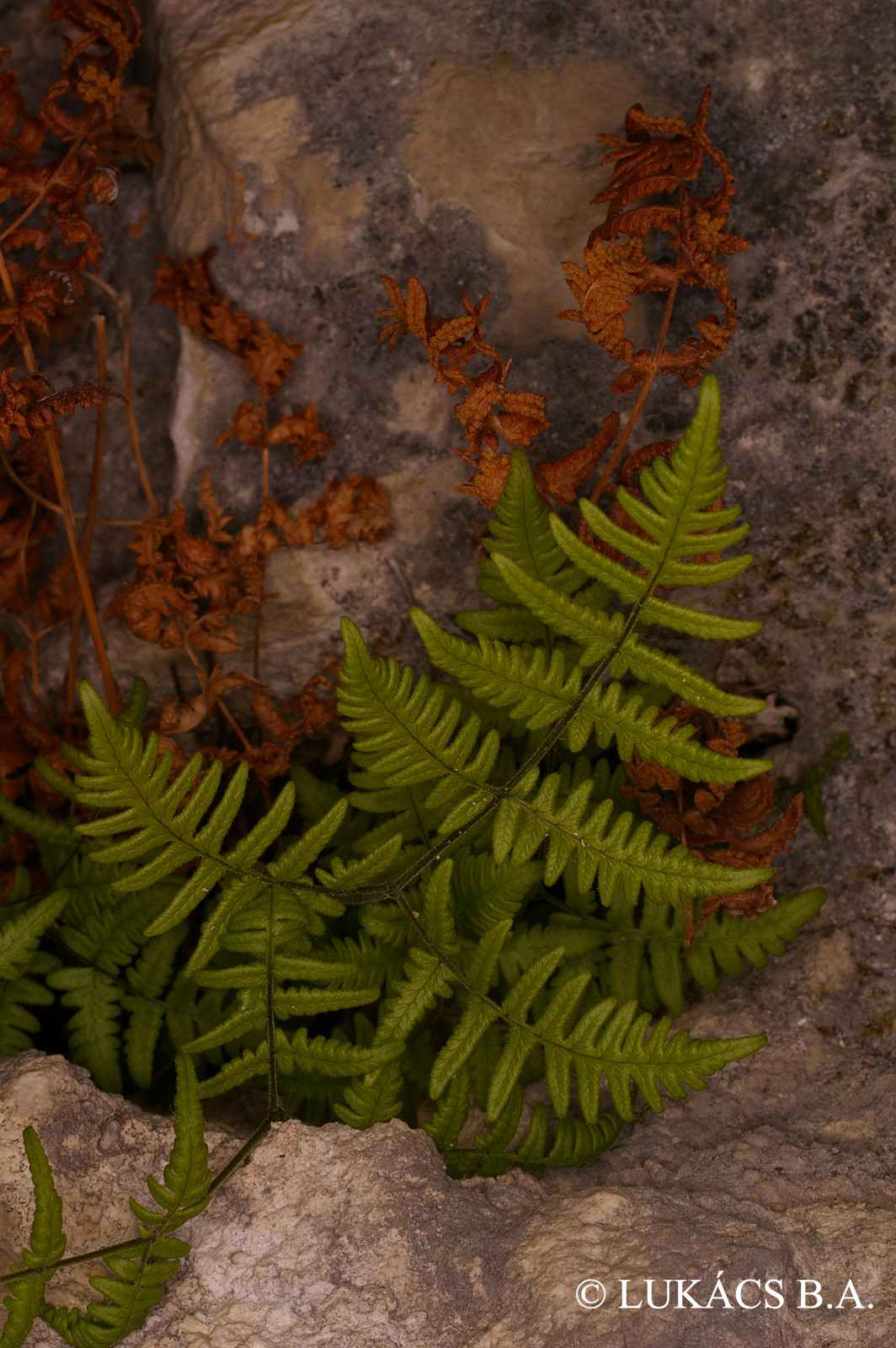 Gymnocarpium robertianum (Hoffm.) Newman