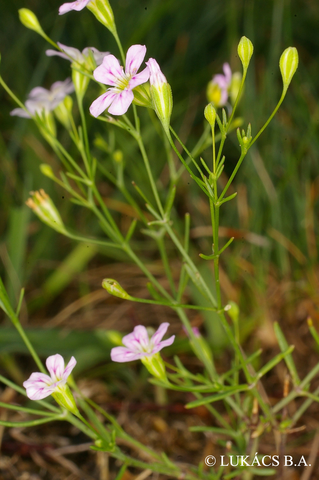 Gypsophila muralis L.