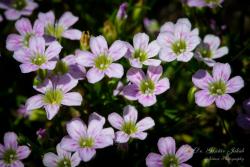 Gypsophila muralis L. 2.Image