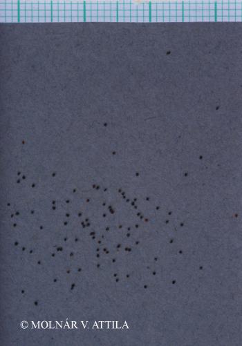 Gypsophila muralis L. 3.Image