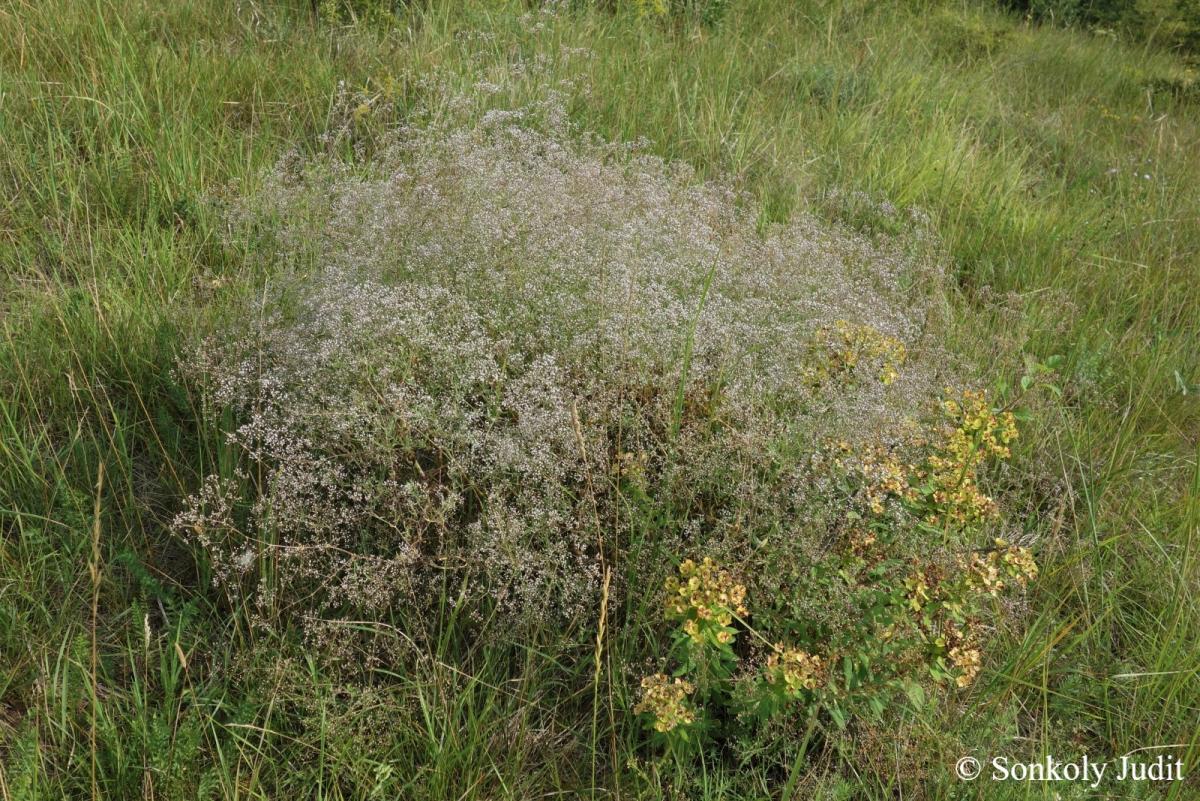 Gypsophila paniculata L.