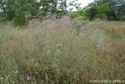Gypsophila paniculata L. 2.Image