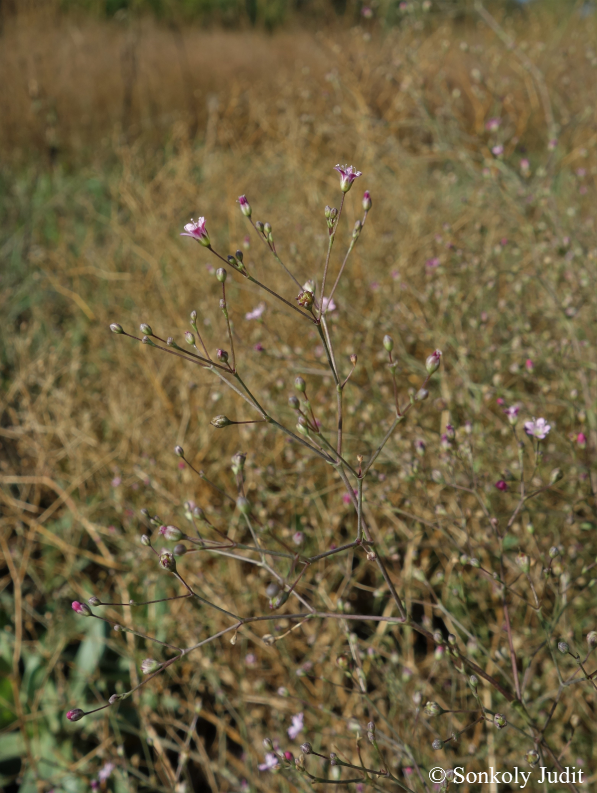Gypsophila perfoliata L.