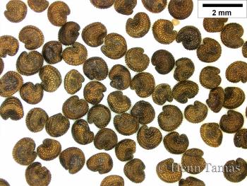 Gypsophila perfoliata L. 3.Image