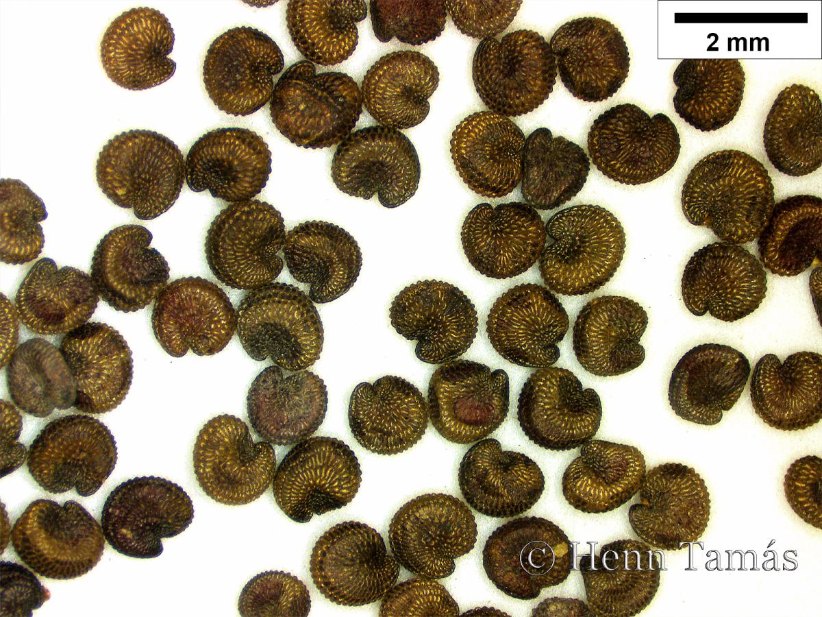 Gypsophila scorzonerifolia Ser.