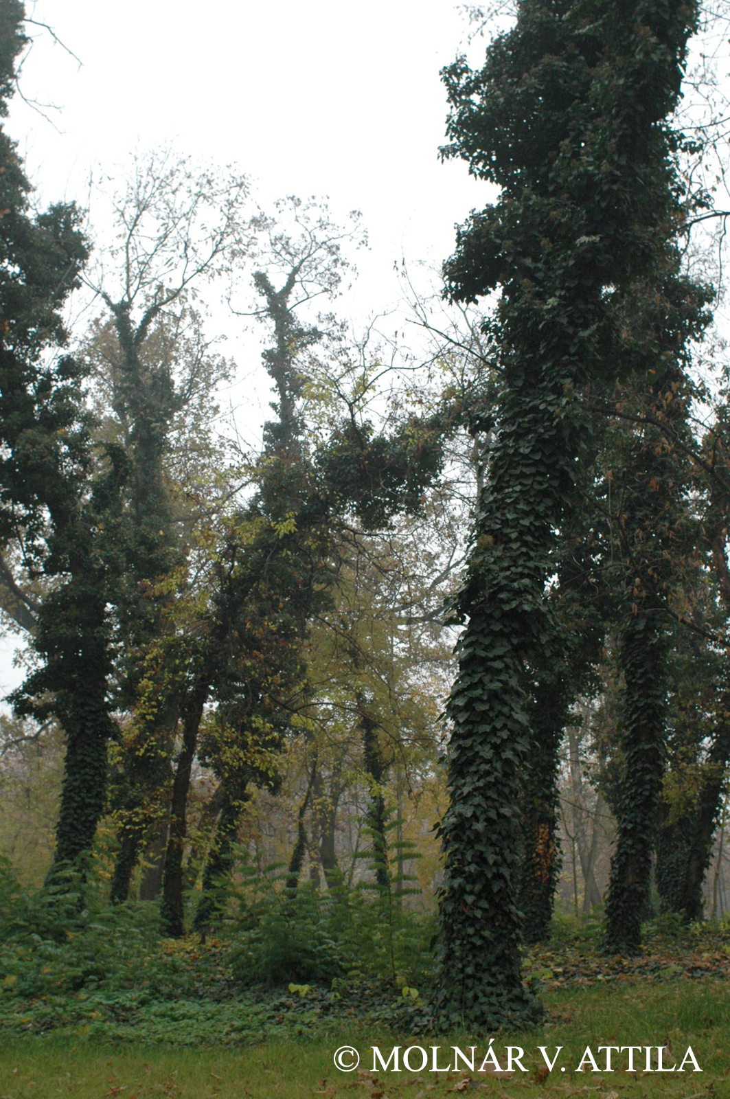 Hedera helix agg.