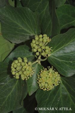 Hedera helix agg. 3.Kép