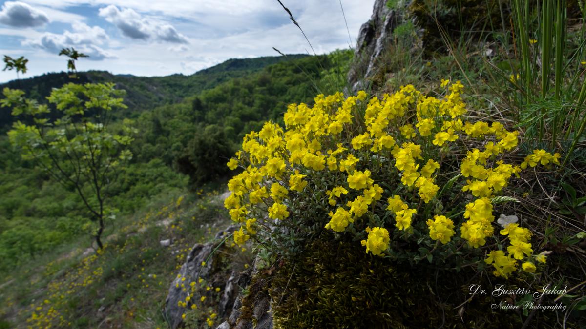 Helianthemum canum (L.) Hornem.