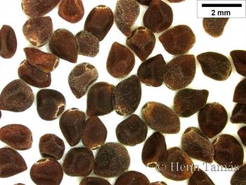 Helianthemum canum (L.) Hornem. 2.Image