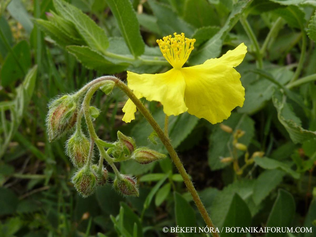 Helianthemum ovatum (Viv.) Dunal in DC.