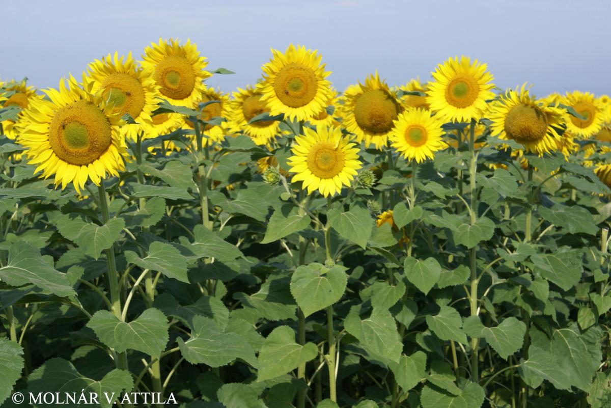 Helianthus annuus L.