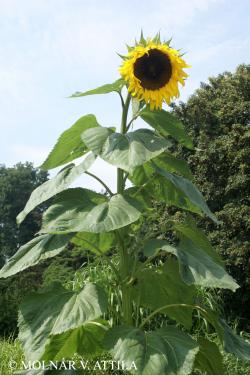 Helianthus annuus L. 2.Kép