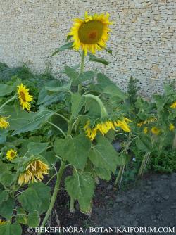 Helianthus annuus L. 3.Kép
