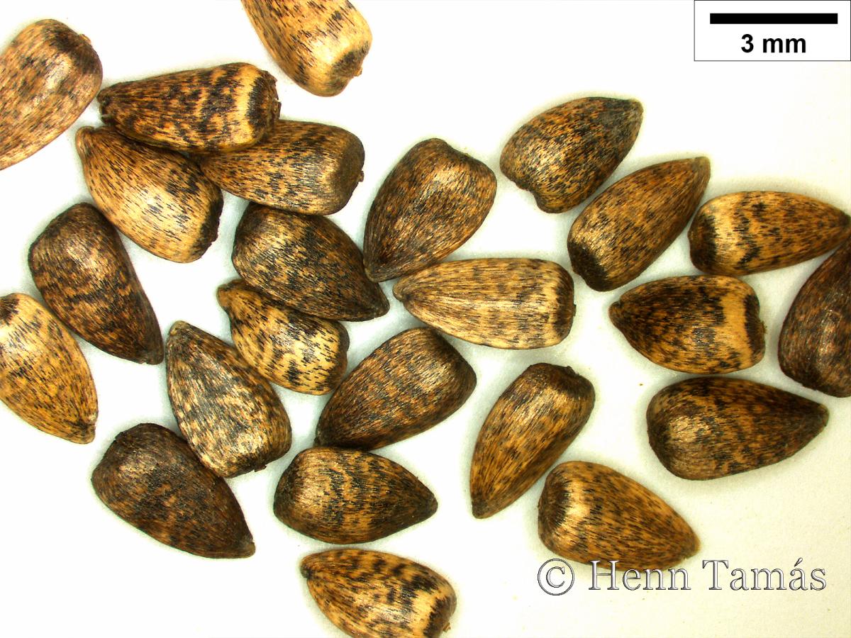 Helianthus tuberosus L. s. l.