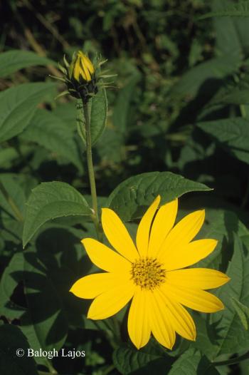 Helianthus tuberosus L. s. l. 2.Kép