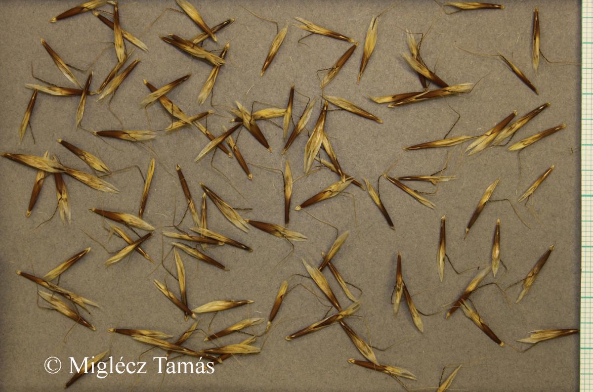 Helictotrichon pratense (L.) Besser