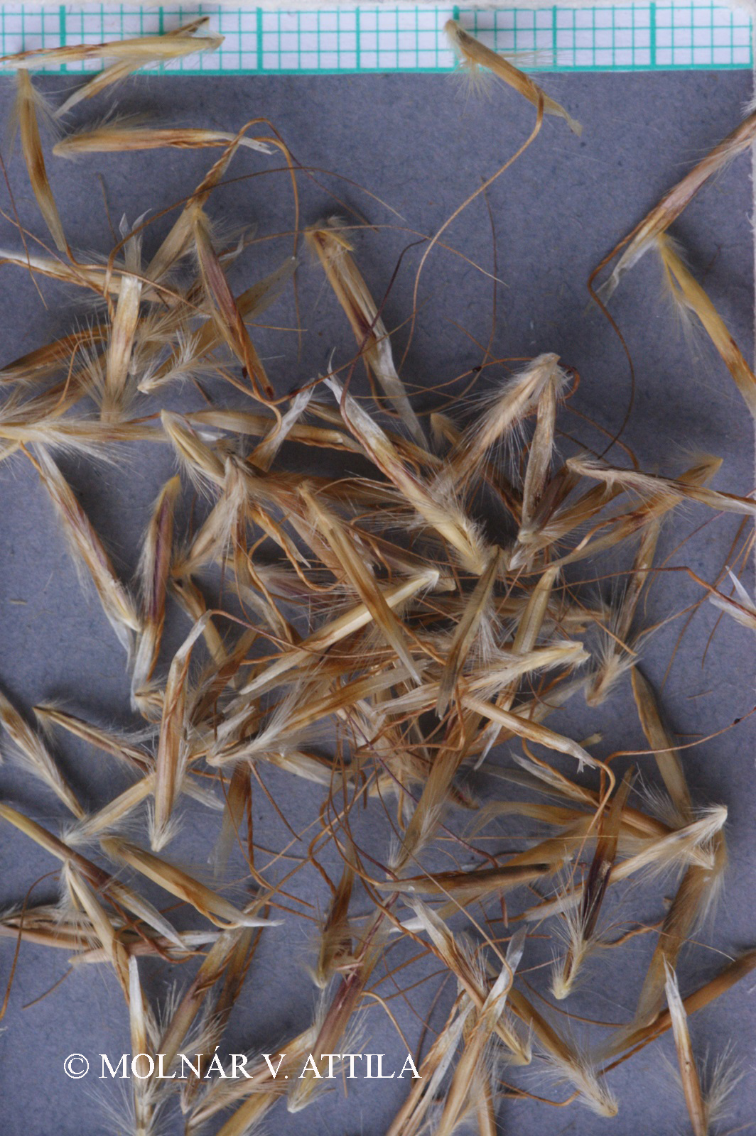 Helictotrichon pubescens (Huds.) Pilg.
