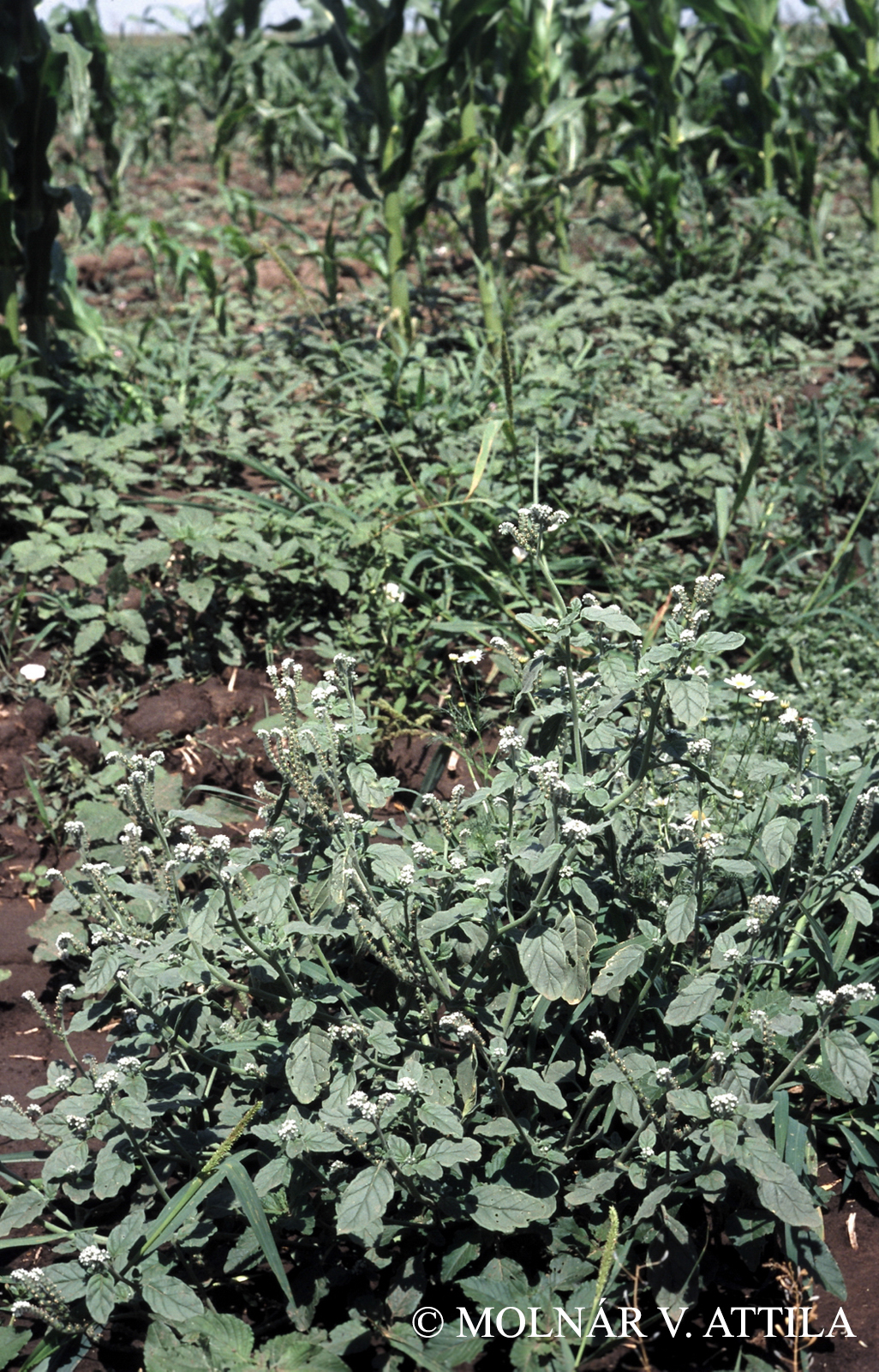 Heliotropium europaeum L.