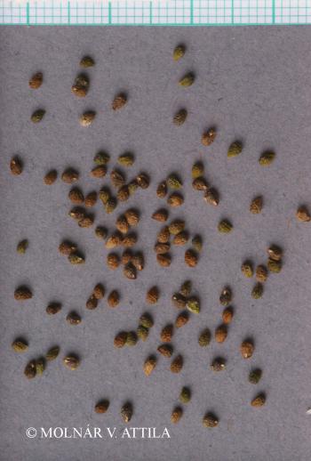 Heliotropium europaeum L. 3.Image