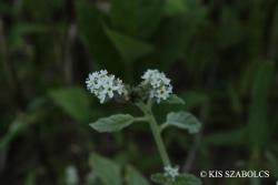 Heliotropium europaeum L. 2.Image