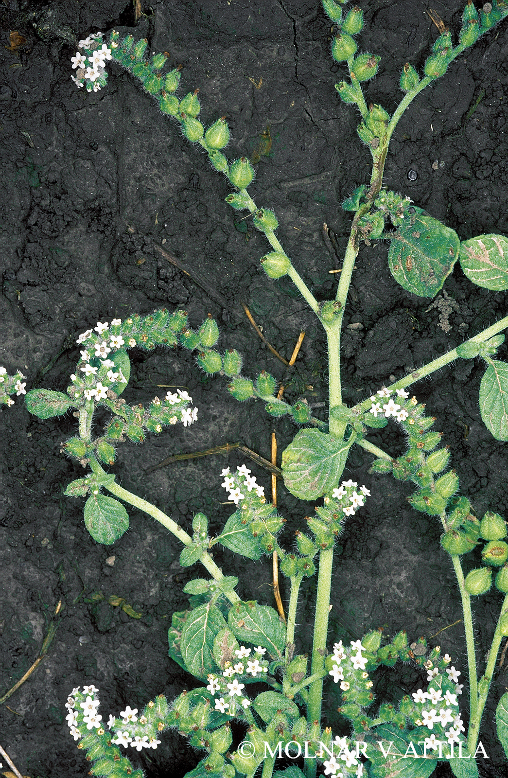 Heliotropium supinum L.