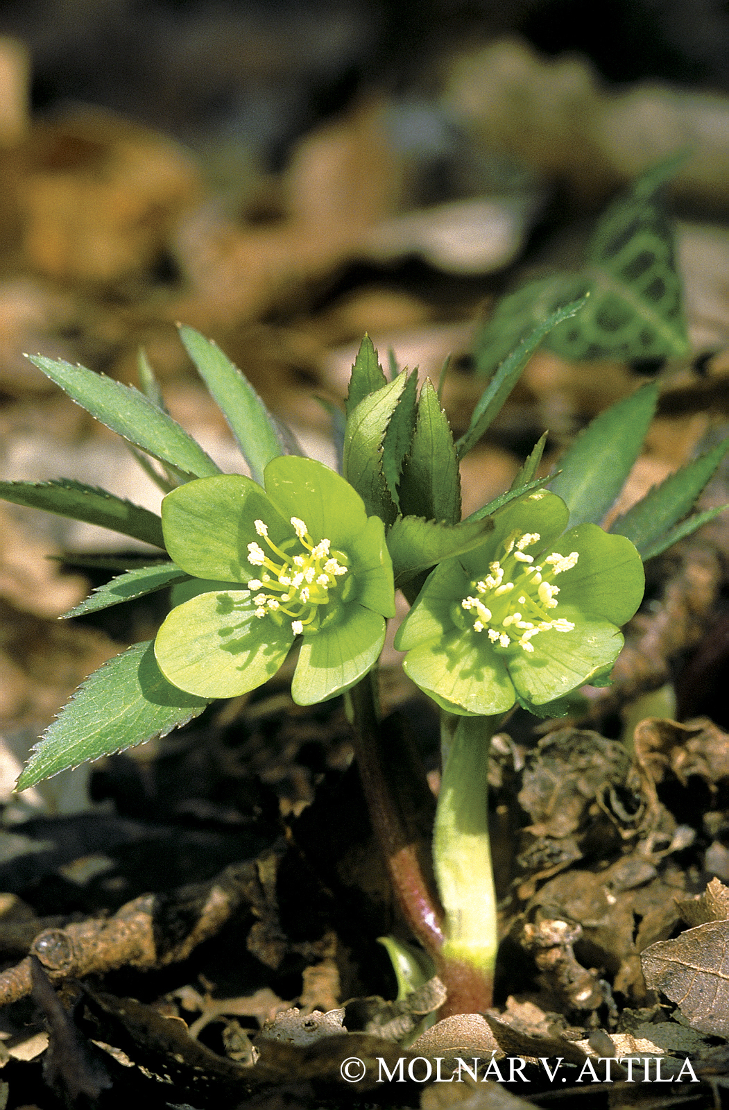 Helleborus dumetorum Waldst. et Kit.