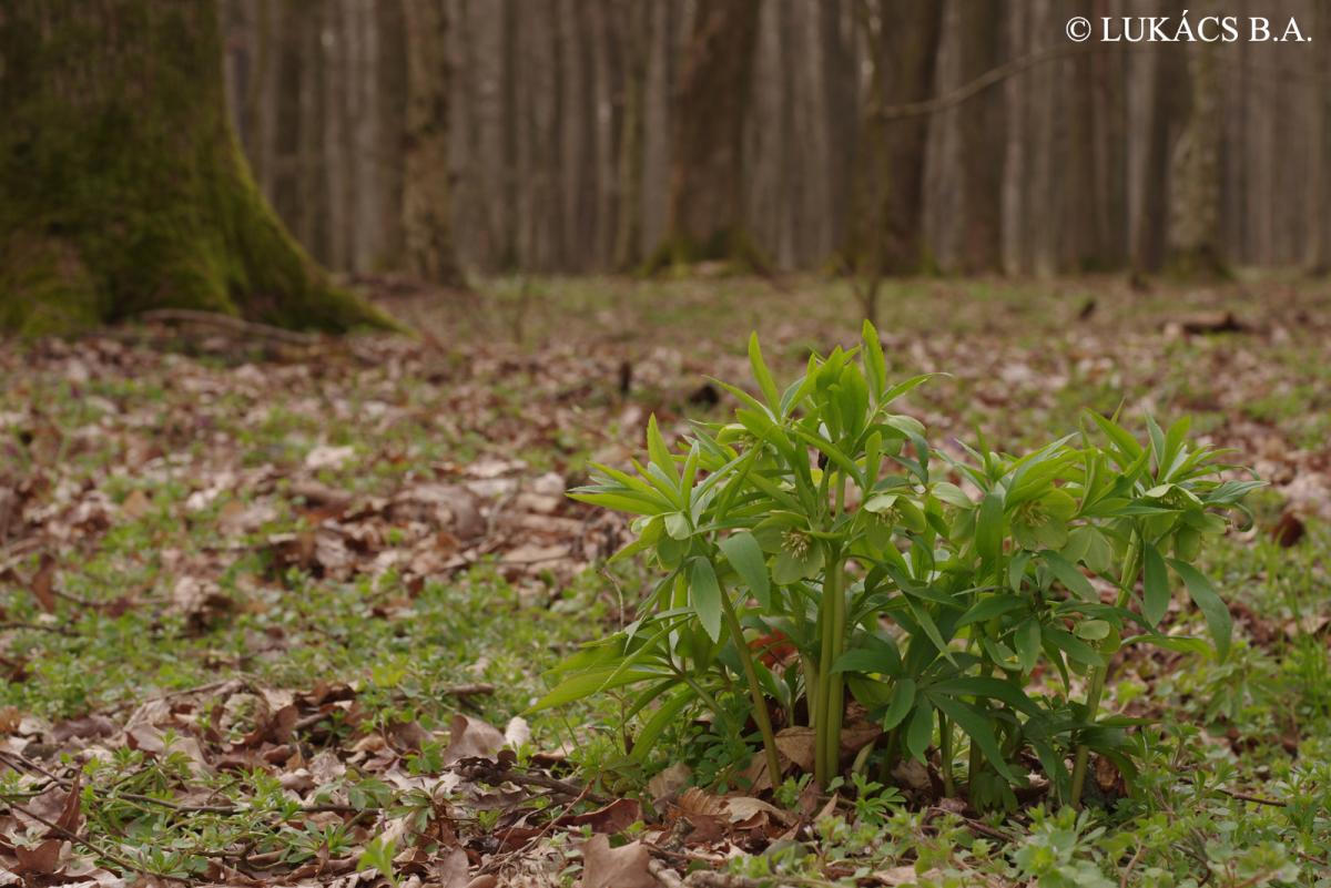 Helleborus odorus Waldst. et Kit.
