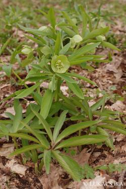 Helleborus odorus Waldst. et Kit. 2.Kép