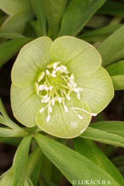 Helleborus odorus Waldst. et Kit. 3.Kép